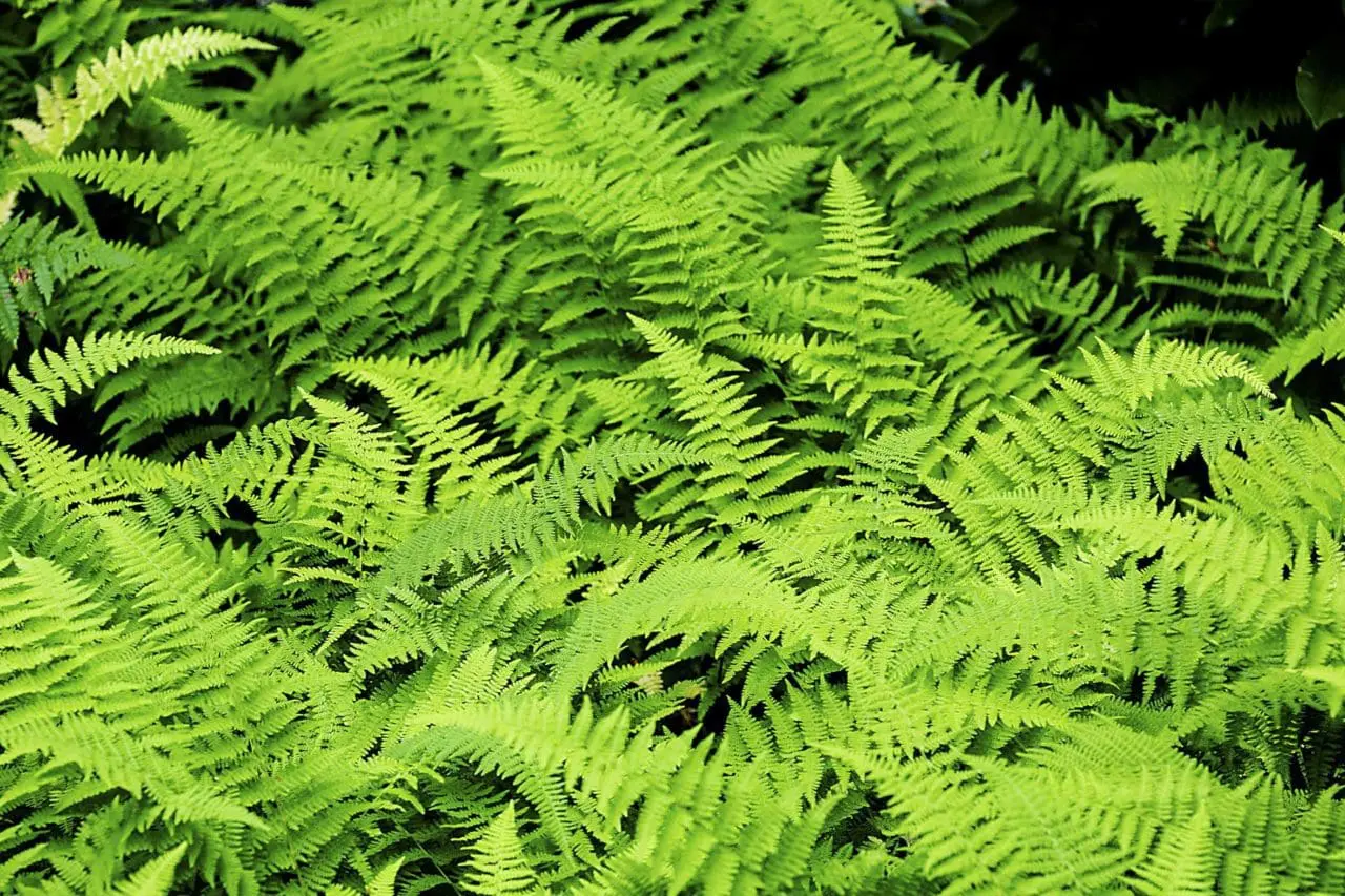 Dennstaedtia punctilobula (Hay Scented Fern)