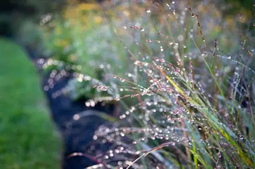 Low Care Natives for The Woodland Garden