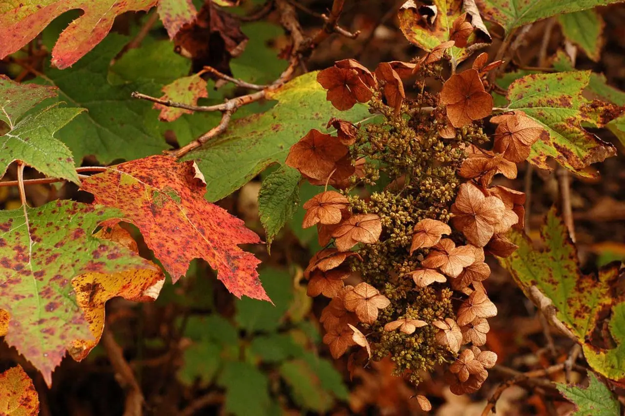 Hydrangea quercifolia (Oakleaf Hydrangea)