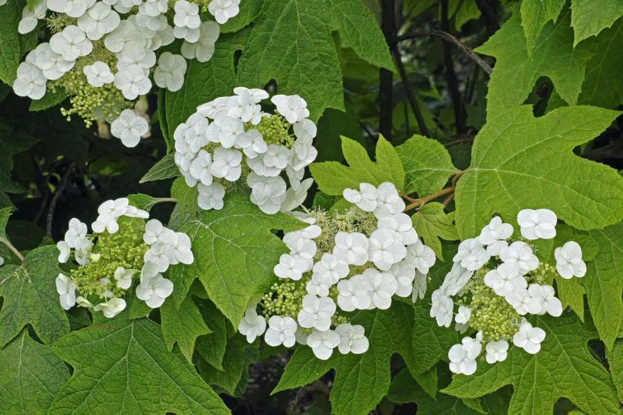 Hydrangea quercifolia (Oakleaf Hydrangea)