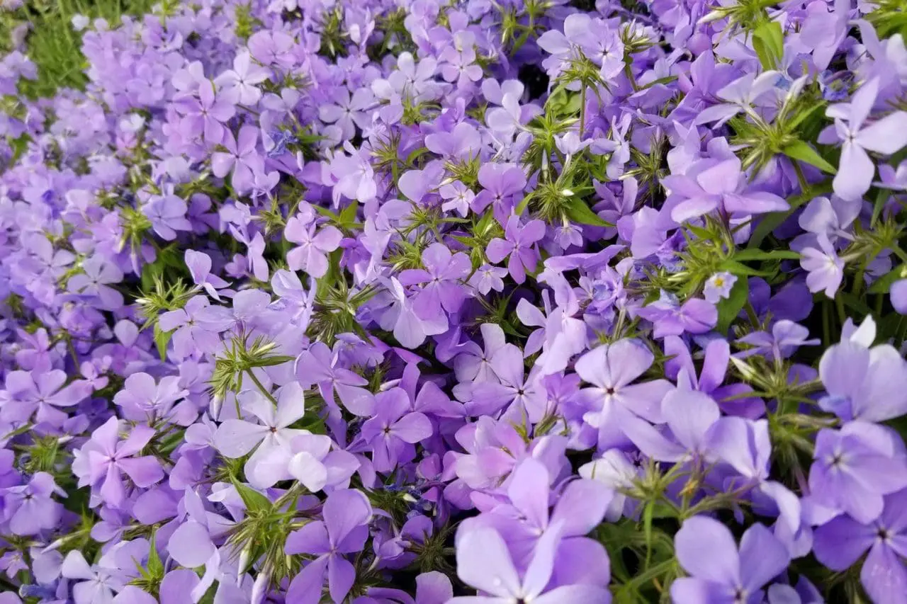 Phlox diviracarta (Woodland Phlox)
