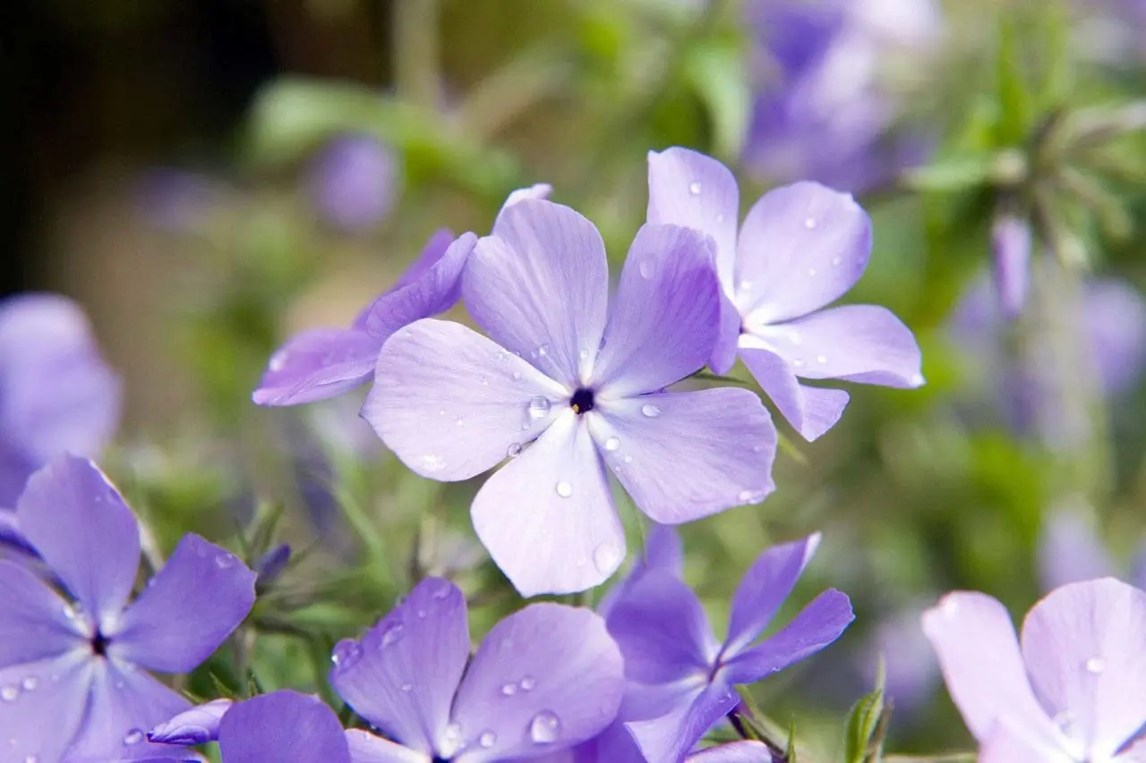 Phlox diviracarta (Woodland Phlox)