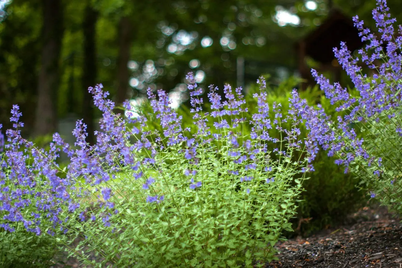 nepeta walkers low drought tolerant