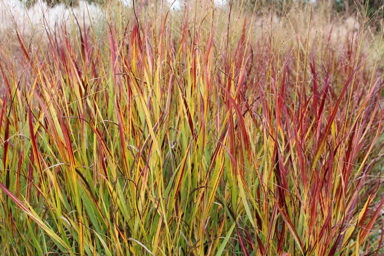 Ornamental Grass Panicum 'Shenandoah'