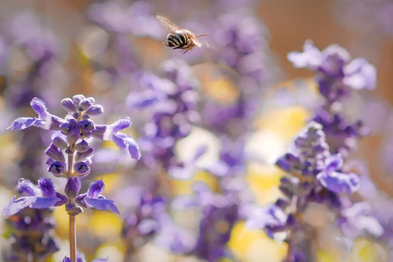 Design Ideas: Pollinator Gardens
