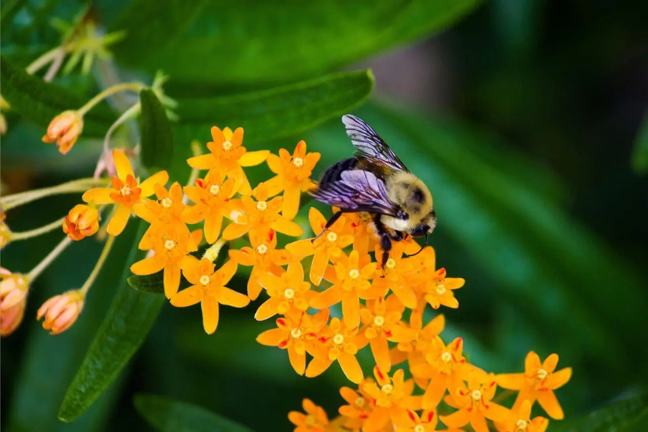 Design Ideas: Pollinator Gardens