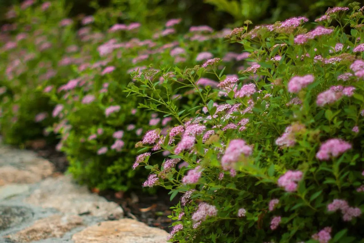spirea little princess bloom