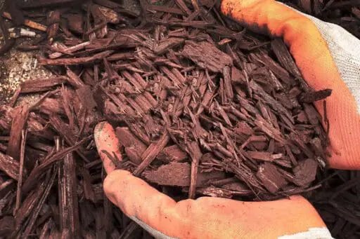 What About Mulch: Leaf vs. Bark