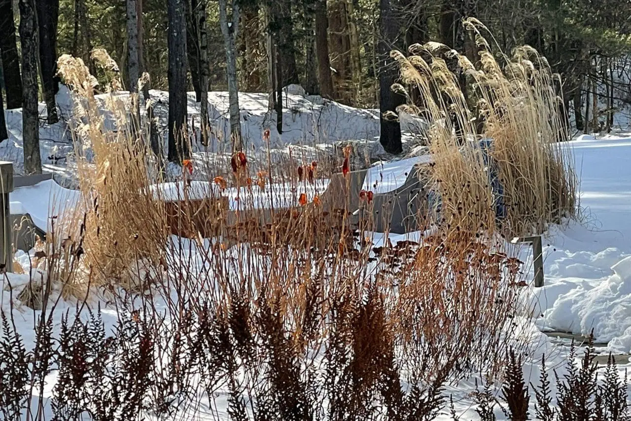 These grasses continue to entertain well into the winter.