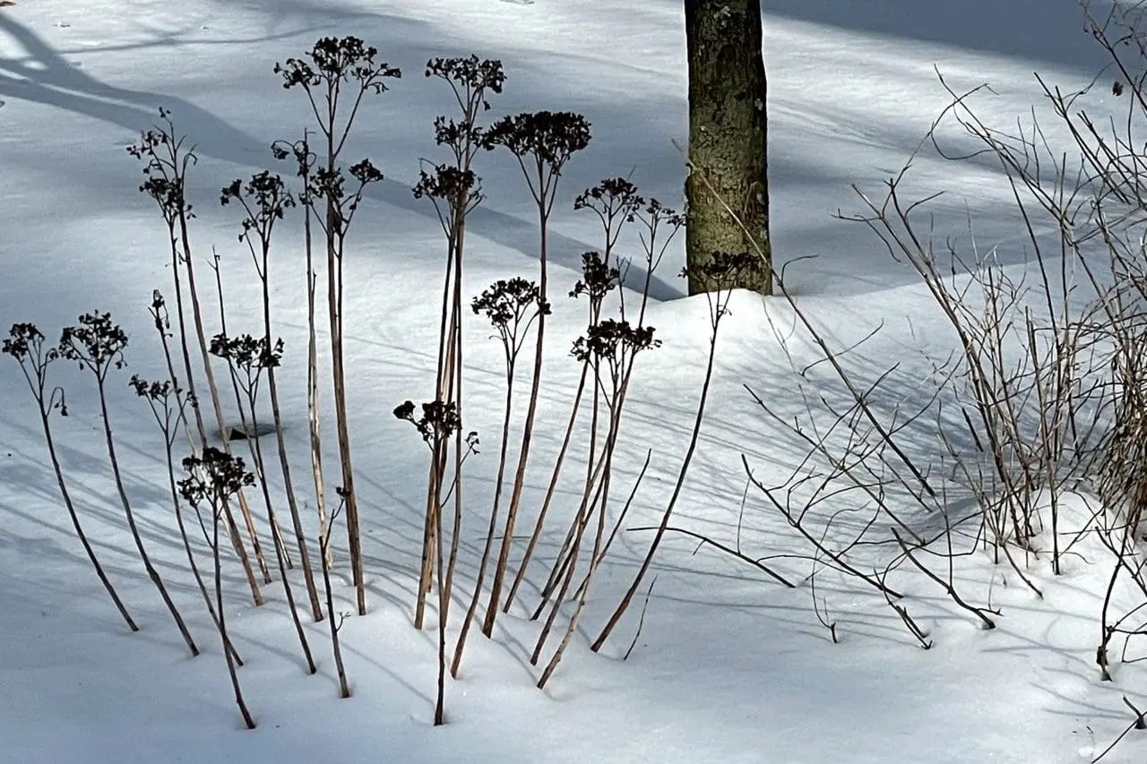 Sedum flower stalks add texture to a snow covered landscape.