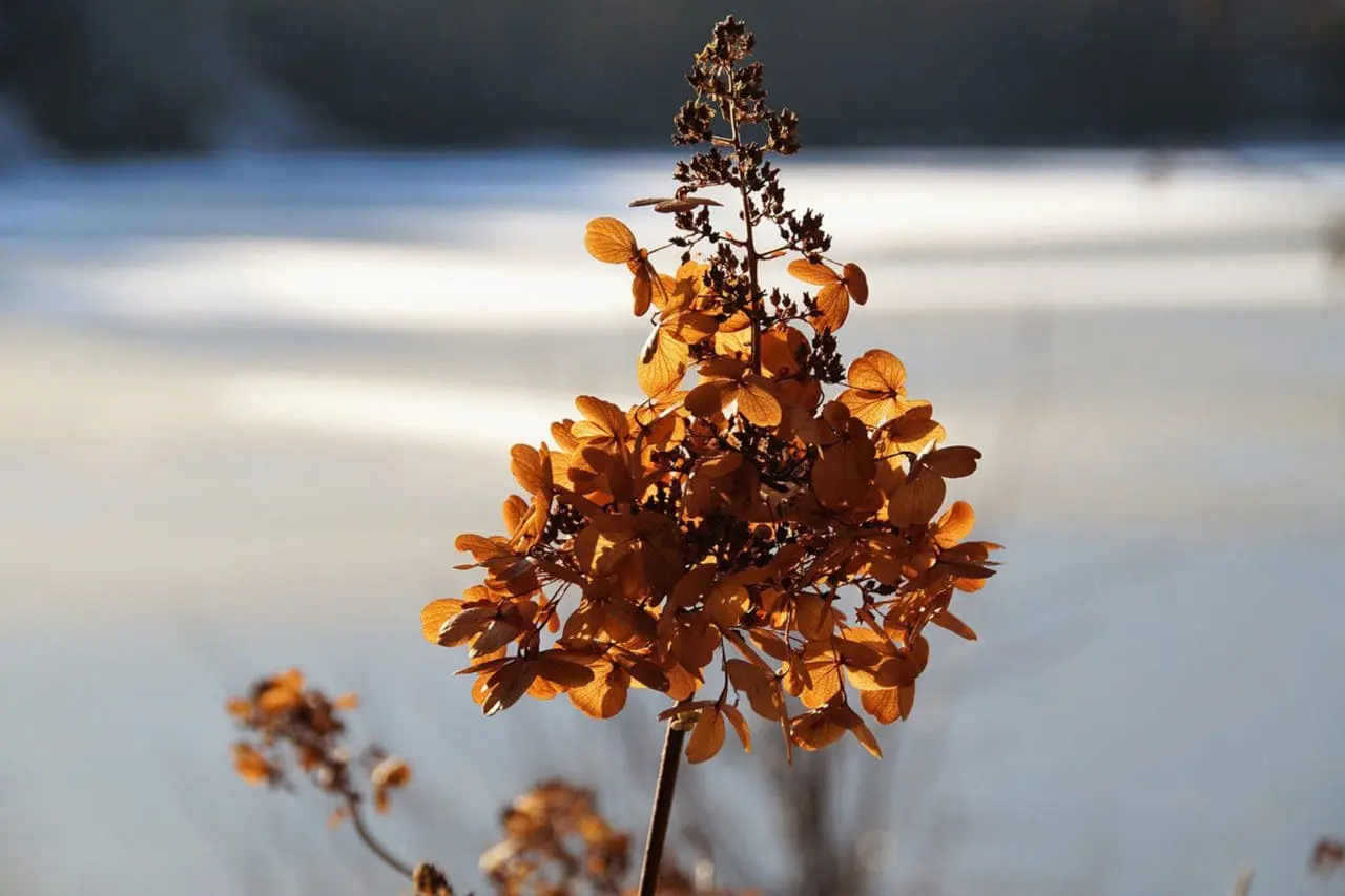 The cone shaped flower of Hydrangea paniculata