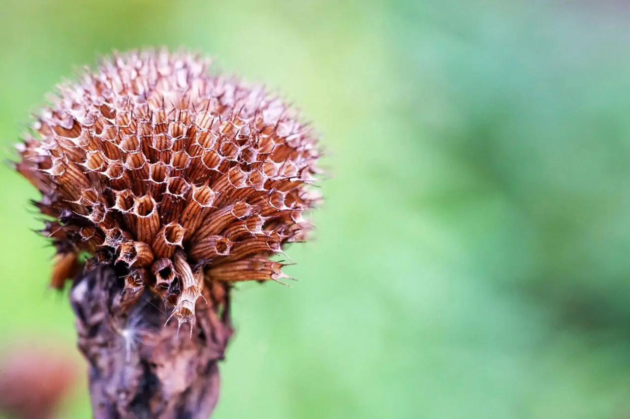 Bee balm seed heads have helped to feed seed eating birds in late fall.