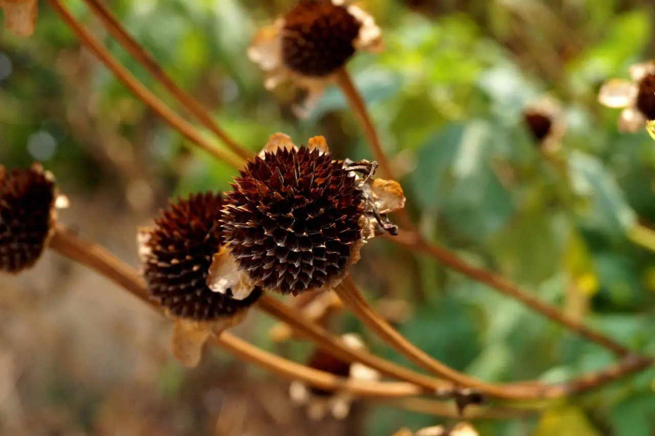 The beautiful geometry of Echinacea seed heads in fall.