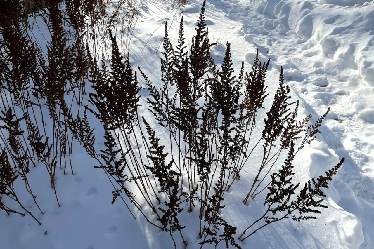 Astilbe flower heads add texture to a shady area