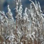 Tall grasses continue to provide screening and sanctuary for wildlife.