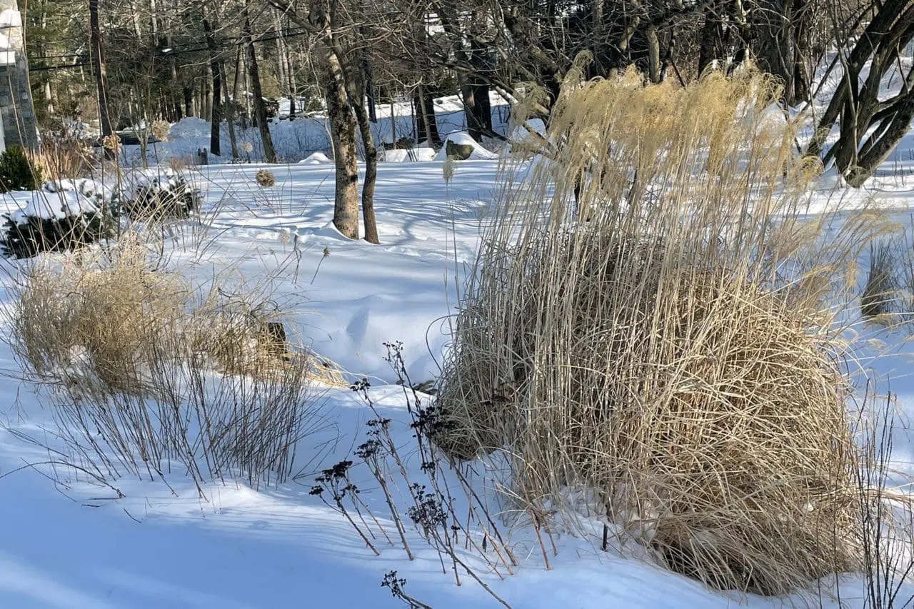 Tall uncut ornamental grasses add softness and height.