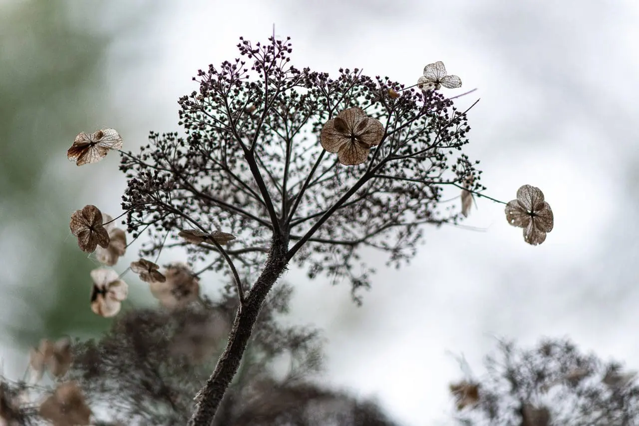 winter silhouette garden