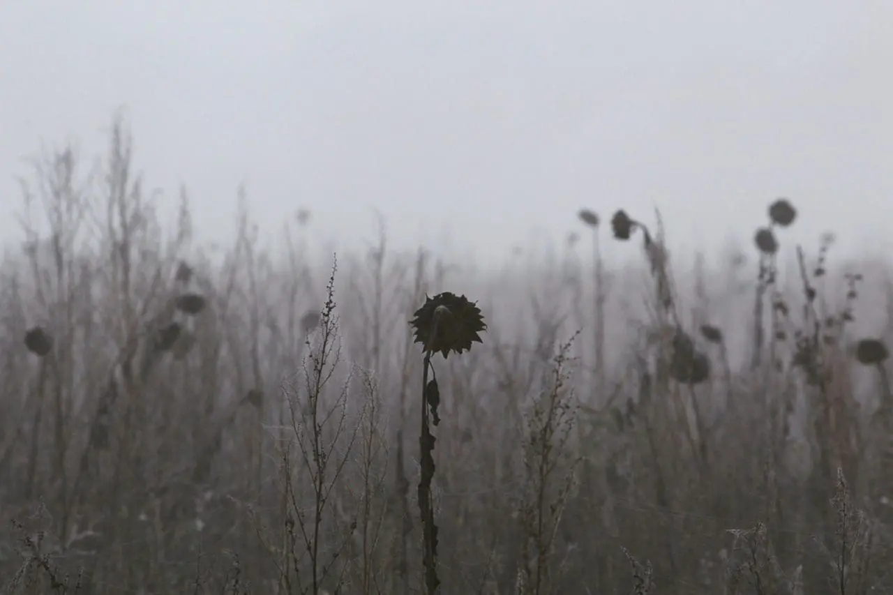 Sunflower seed heads left to let seed ripen and feed the birds long after the petals have fallen to the ground.