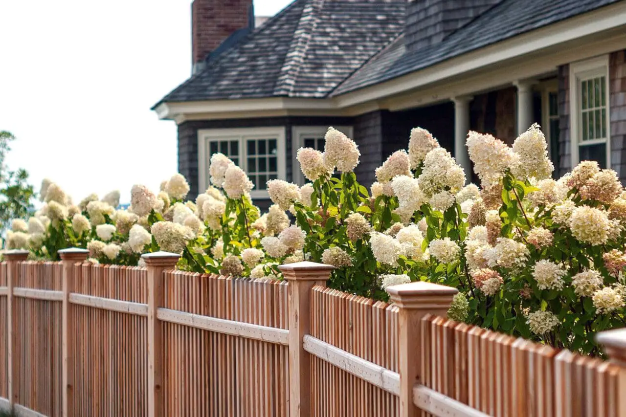Cedar fencing paired with hydrangeas offers privacy while softening property lines with seasonal color and texture.