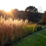 Golden grass plumes define this backyard in Weston, creating privacy, warmth, and dynamic texture through fall and winter.