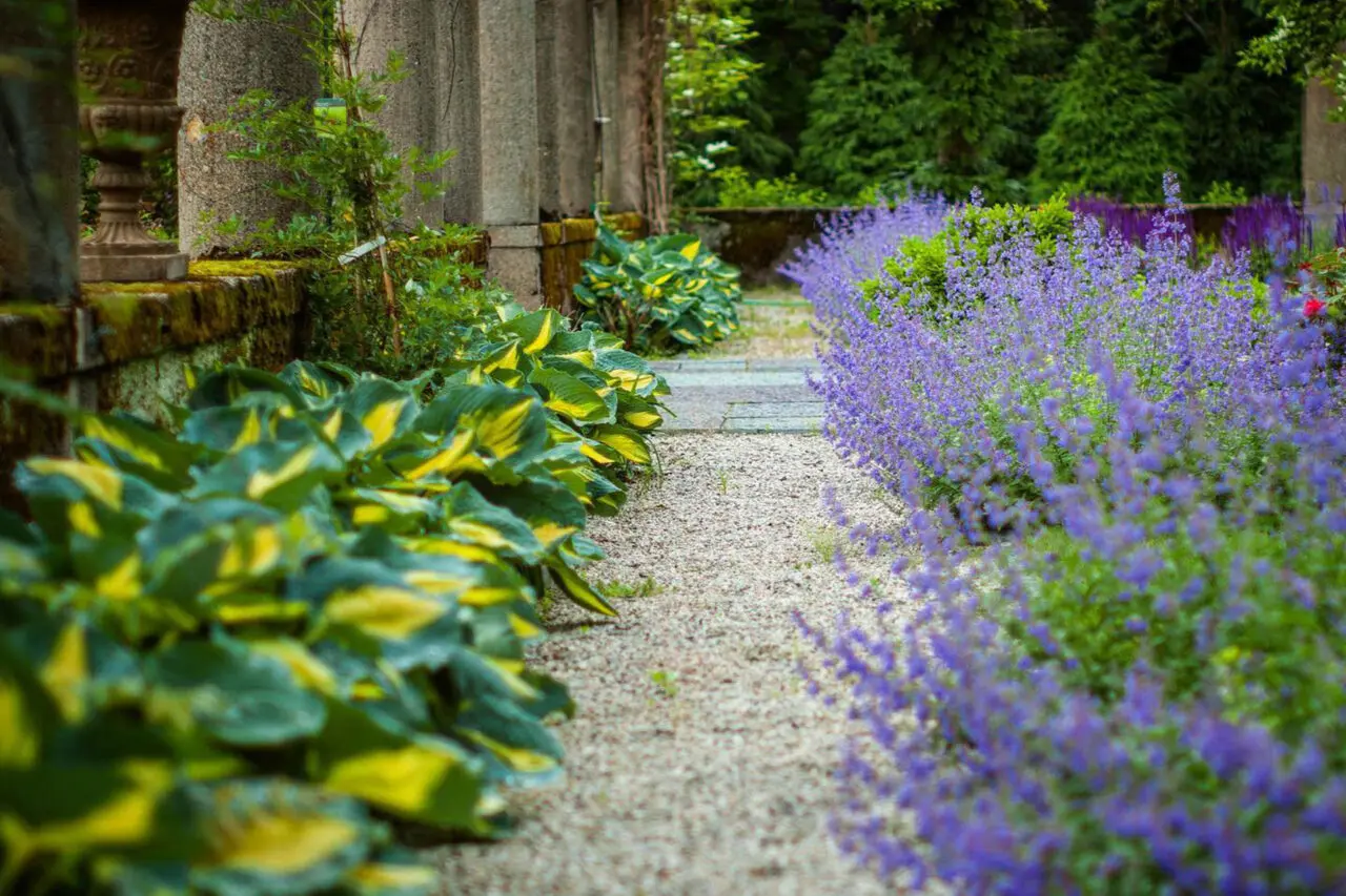 Gravel garden path bordered by hosta offers a soft, shaded route that supports drainage while enhancing a classic estate landscape.