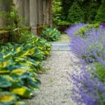 Gravel garden path bordered by hosta offers a soft, shaded route that supports drainage while enhancing a classic estate landscape.