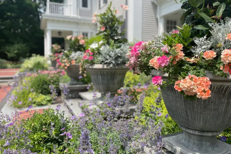 Formal stone urns along a front walk are layered with annuals and perennials, balancing structure with evolving summer plant interest.
