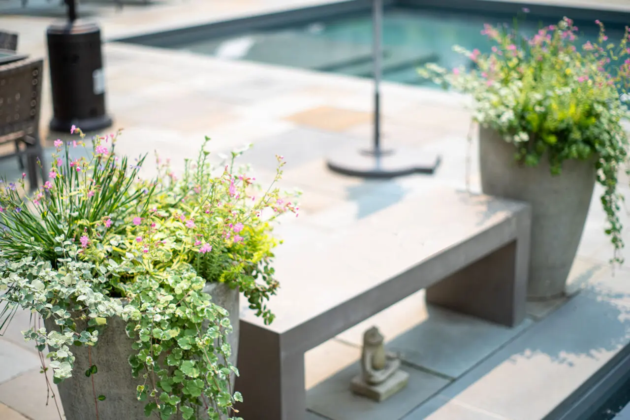 Paired modern planters sit along a pool patio, combining flowering shrubs and trailing vines to introduce summer color and an airy, relaxed charm that softens hardscape and frames the space.