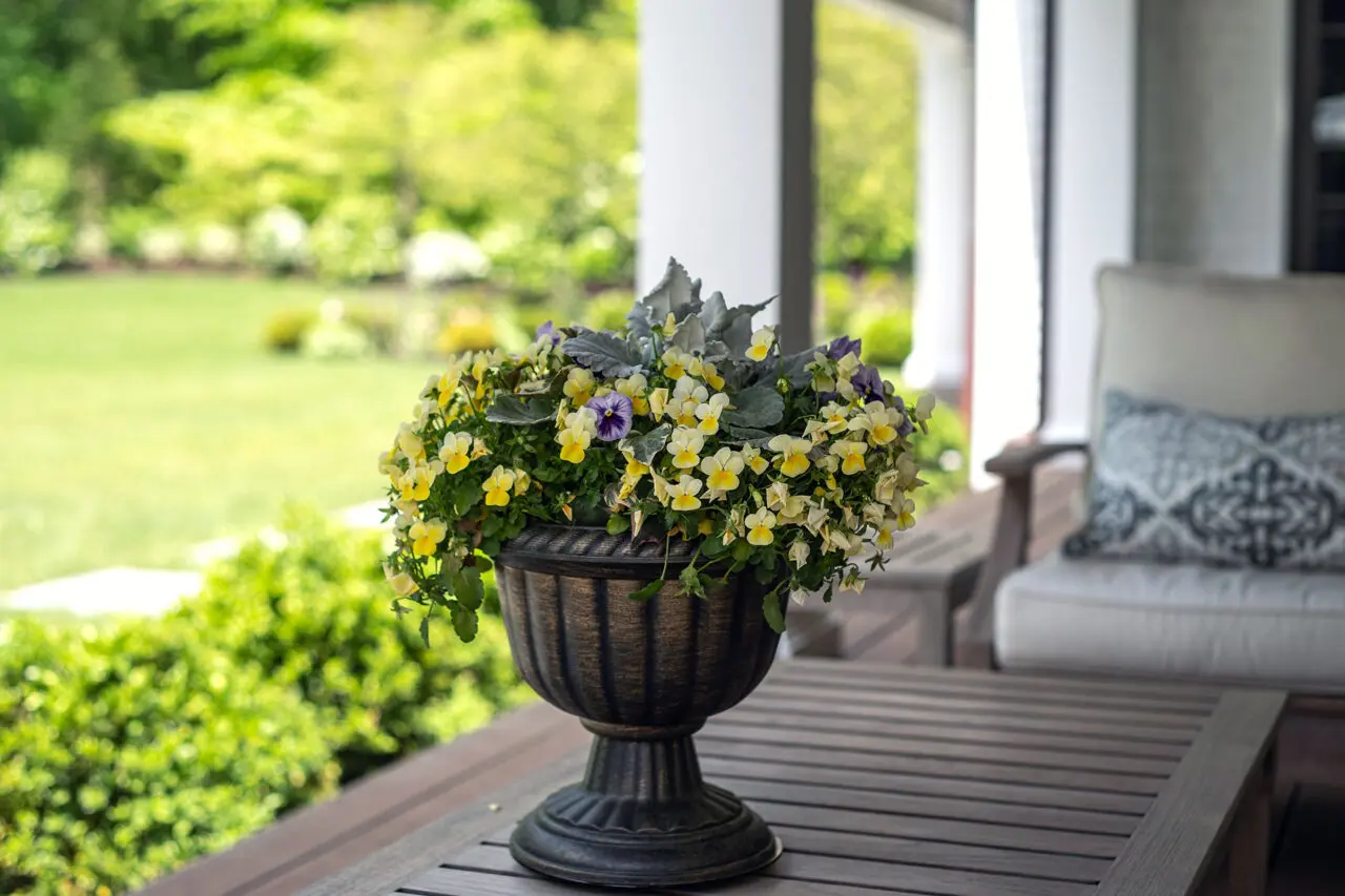 A pedestal urn sized for tabletop use displays spring pansies, bringing seasonal color to a porch in a compact, low-maintenance container.