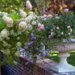 A classical white urn along the garden edge holds hydrangea and trailing annuals, softening hard lines while elevating plantings for better drainage and easy maintenance.