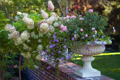 A classical white urn along the garden edge holds hydrangea and trailing annuals, softening hard lines while elevating plantings for better drainage and easy maintenance.