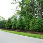 Arborvitae screening along the roadway reduces traffic views and noise while creating a calmer, more enclosed yard.