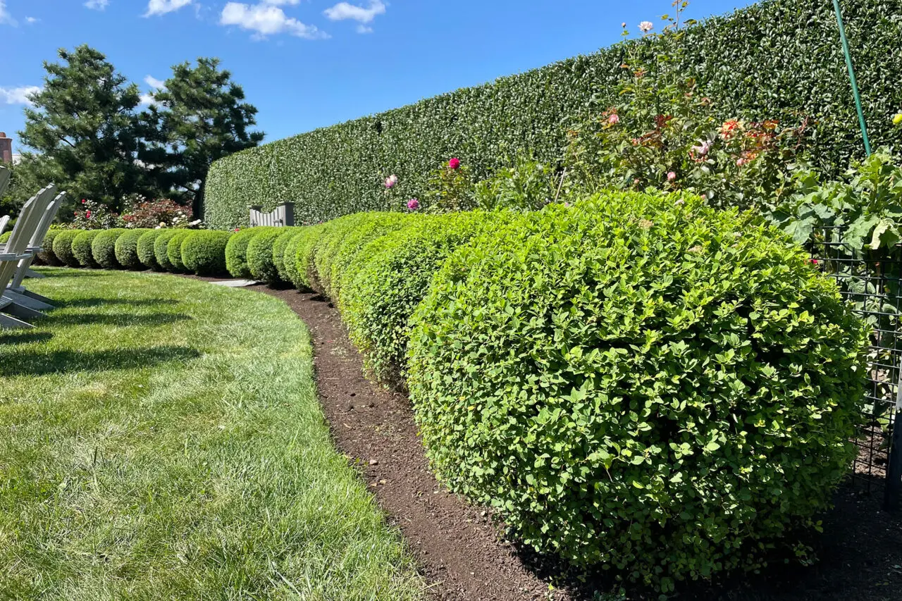 In Wellesley, MA, a curved boxwood hedge defines the lawn edge, offering evergreen privacy and a refined transition between open space and planting.