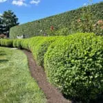 Wellesley, MA - curved boxwood hedge defines the lawn edge, offering evergreen privacy and a refined transition between open space and planting.
