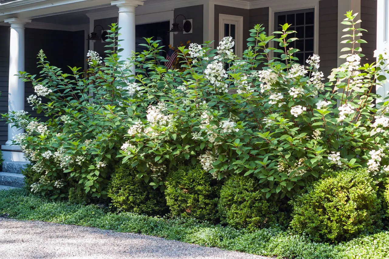 Flowering shrubs mixed with boxwood foundation plantings add seasonal color and texture, softening the porch while maintaining evergreen structure and balance.