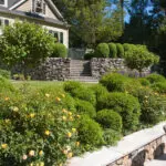 Formal boxwood hedges flank stone steps in this front garden, reinforcing symmetry, guiding circulation, and adding evergreen structure to the entry sequence.