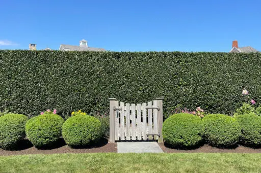 A formal privacy hedge forms a living green wall at the garden gate, creating enclosure, screening, and a clear transition between outdoor rooms.
