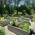 Container vegetable plantings and gravel paths create a flexible garden layout well suited to New England’s compact growing season.
