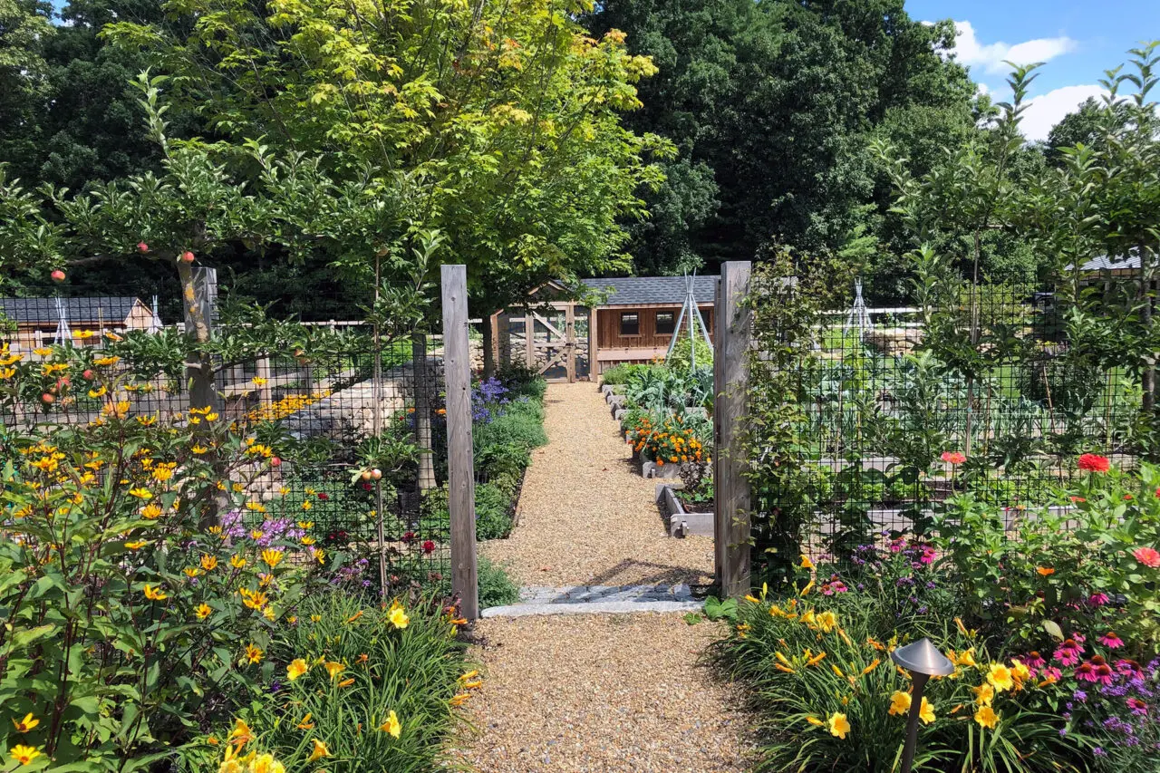 Gravel walkways between raised beds improve drainage and accessibility during wet New England growing seasons.