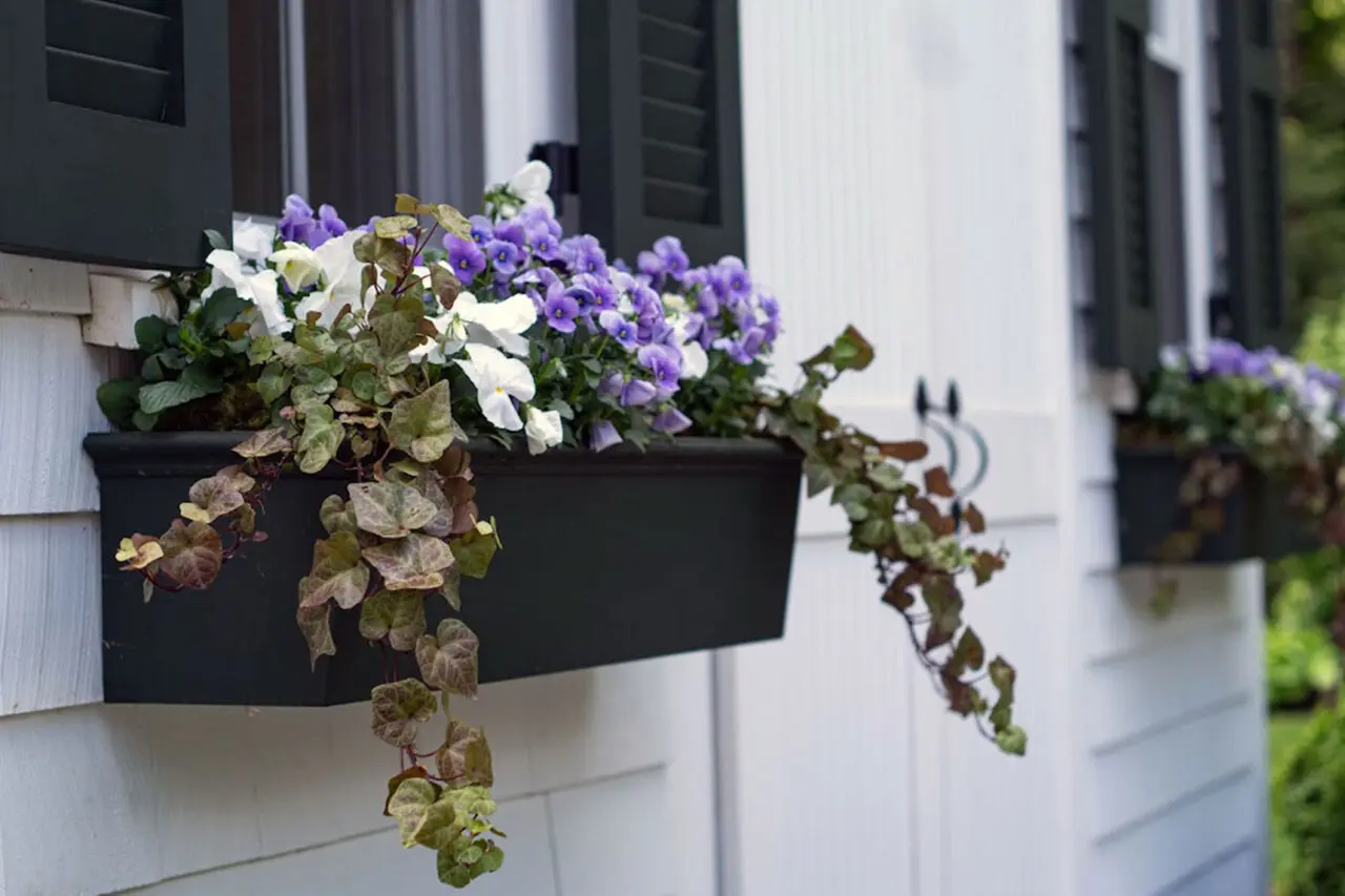 Black metal window boxes with purple and white pansies and cascading ivy, enhancing a classic New England home with fresh spring color and texture.