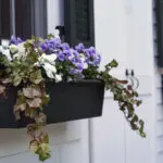 Black metal window boxes with purple and white pansies and cascading ivy, enhancing a classic New England home with fresh spring color and texture.