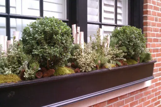 Dark wood window box featuring boxwood spheres, birch logs, pine cones, and evergreen textures, creating a polished winter display in Brookline, MA.