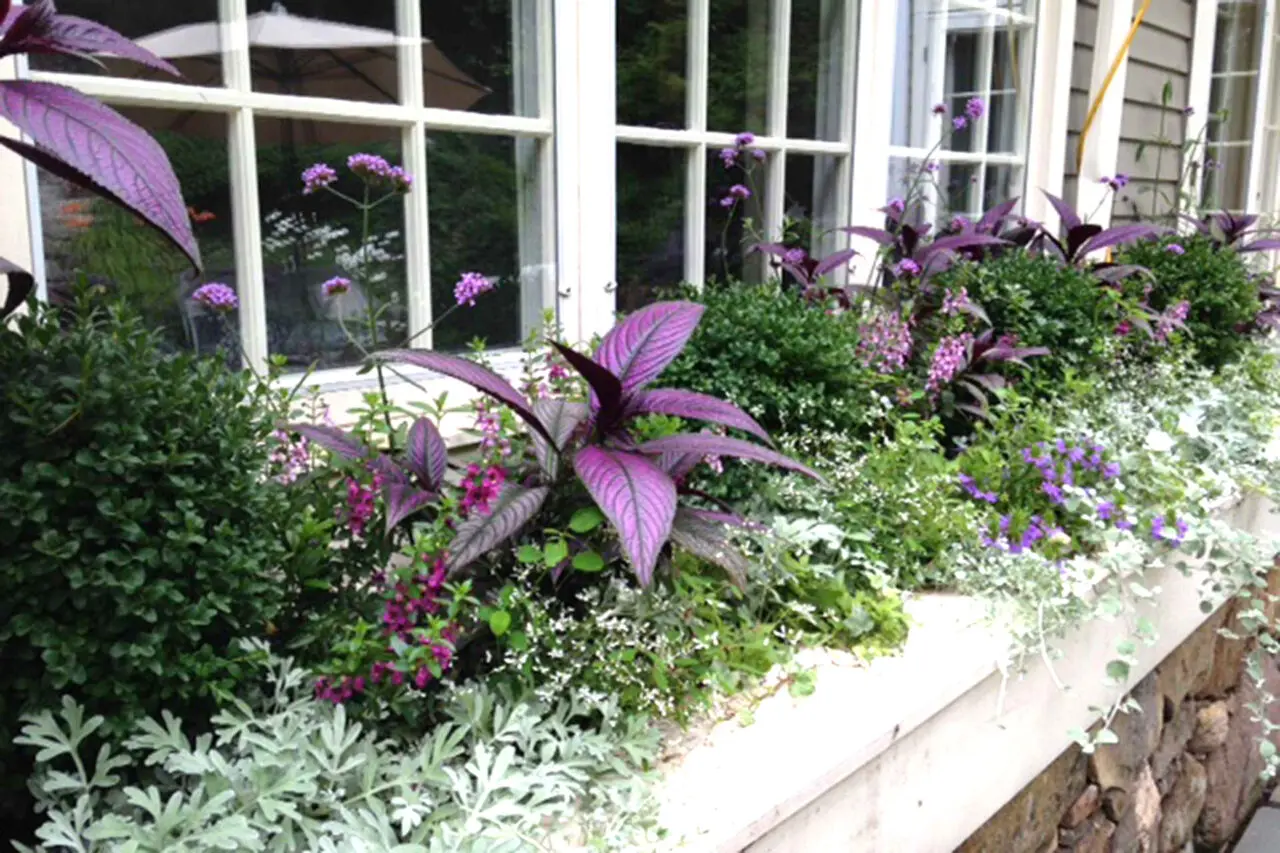 Stone ledge window box planted with layered summer annuals, purple foliage, and silver trailing plants, softening the architecture of a Dover, MA residence.