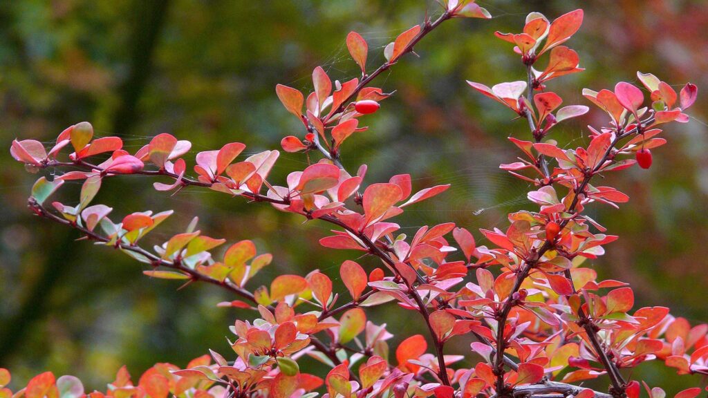Japanese barberry is an invasive Massachusetts shrub that can spread into natural areas and crowd out native plants.