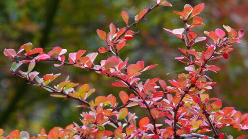 Japanese barberry is an invasive Massachusetts shrub that can spread into natural areas and crowd out native plants.
