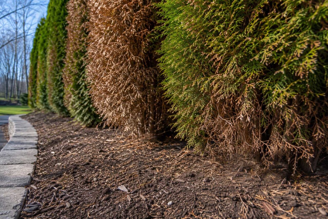 Wellesley, MA - Browning and thinning near the base of these arborvitae reveal significant foliage loss, with limited potential for older bare wood to fill back in.