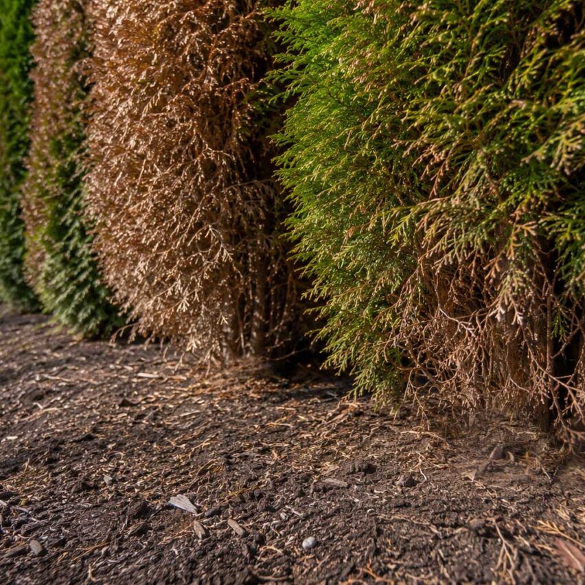Wellesley, MA - Browning and thinning near the base of these arborvitae reveal significant foliage loss, with limited potential for older bare wood to fill back in.