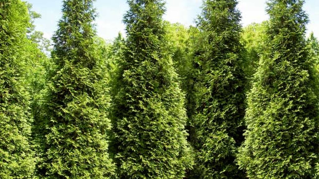 Tall arborvitae trees creating a lush evergreen privacy screen in a thoughtfully designed New England residential landscape.
