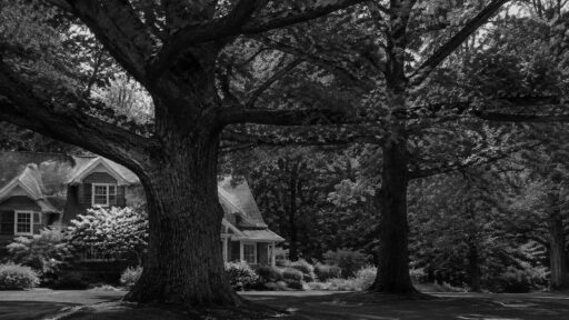 A mature oak tree adds timeless beauty and character to a Lincoln, MA landscape.