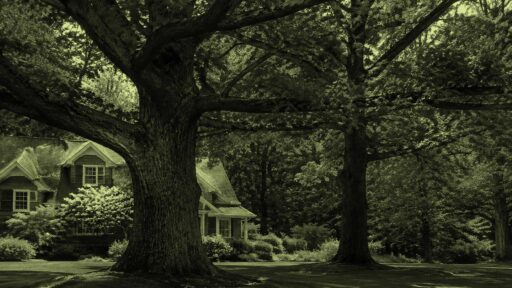 A mature oak tree adds timeless beauty and character to a Lincoln, MA landscape.